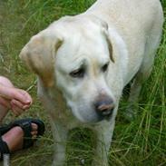 Labrador retriever Agnes