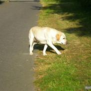 Labrador retriever Agnes