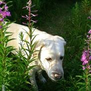 Labrador retriever Agnes