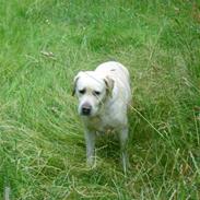 Labrador retriever Agnes