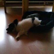 Papillon Good Gracious / Signe<'3