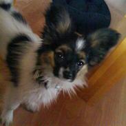 Papillon Good Gracious / Signe<'3