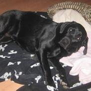 Labrador retriever (gl. dansk) Arthur 