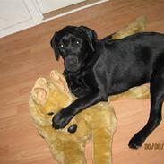 Labrador retriever (gl. dansk) Arthur 