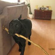 Labrador retriever (gl. dansk) Arthur 