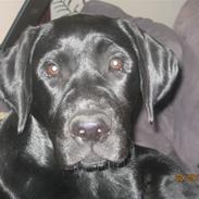 Labrador retriever (gl. dansk) Arthur 