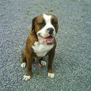 Amerikansk bulldog Taz