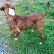 Amerikansk bulldog Taz