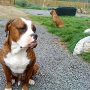 Amerikansk bulldog Taz
