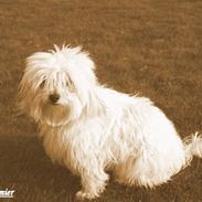 Coton de tulear - Molly Casmier