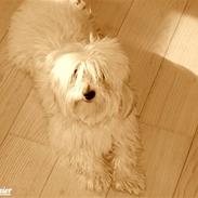 Coton de tulear - Molly Casmier