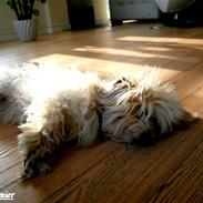 Coton de tulear - Molly Casmier