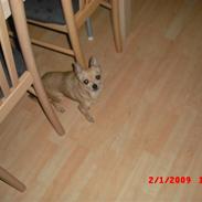 Blanding af racer Dipsy R.I.P.