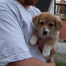 Welsh corgi pembroke Alfa