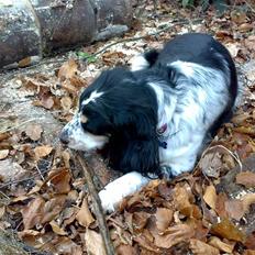 Blanding af racer Nimbus