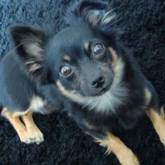 Blanding af racer Dino