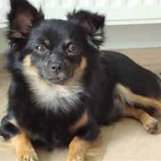 Blanding af racer Dino