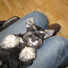 Dvaergschnauzer Augusta