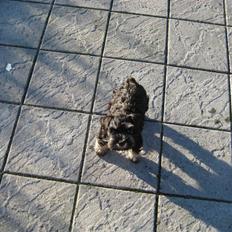 Dvaergschnauzer Augusta