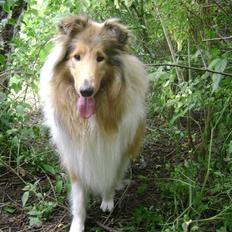 Collie langhåret Zacho