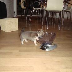 Chihuahua Fie Nunu Chanel Andreasen ( Bor ikke hos os længer