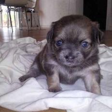 Chihuahua Fie Nunu Chanel Andreasen ( Bor ikke hos os længer