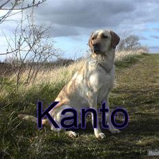 Labrador retriever Kanto 