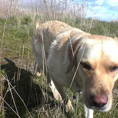 Labrador retriever Kanto 
