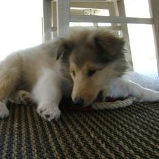 Collie langhåret Misha