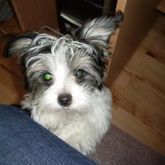 Blanding af racer Emmie