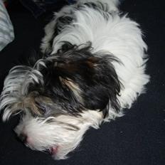 Blanding af racer Emmie