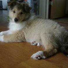 Collie langhåret Misha