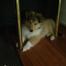 Collie langhåret Misha