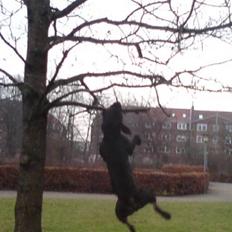 Amerikansk staffordshire terrier Coco