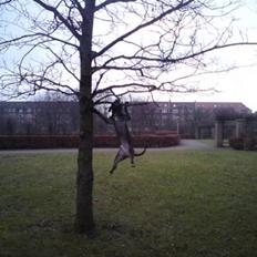 Amerikansk staffordshire terrier Coco