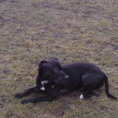 Amerikansk staffordshire terrier Coco