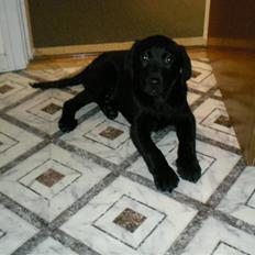 Labrador retriever Vabbe