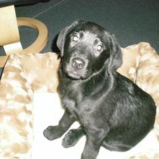 Labrador retriever Vabbe