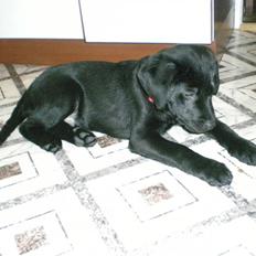 Labrador retriever Vabbe