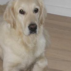 Golden retriever Kildespring Lady Madonna