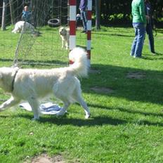 Golden retriever Kildespring Lady Madonna