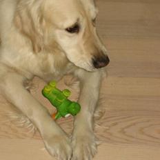 Golden retriever Kildespring Lady Madonna