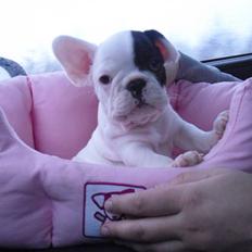 Fransk bulldog Chleo