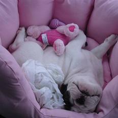 Fransk bulldog Chleo