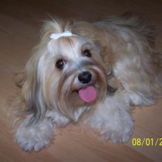 Bichon havanais Cindy