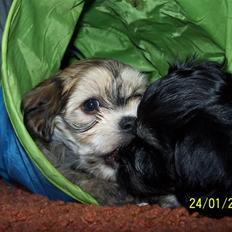 Bichon havanais Cindy