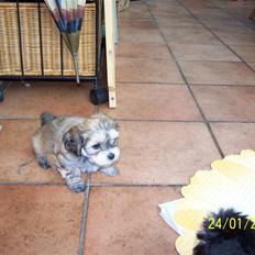 Bichon havanais Cindy