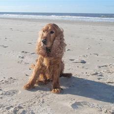 Cocker spaniel Basse