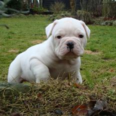 Amerikansk bulldog Kong Carnes Åse