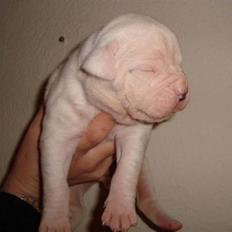 Amerikansk bulldog Kong Carnes Åse